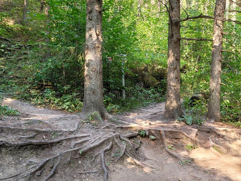 Intricate Root System royalty free stock images