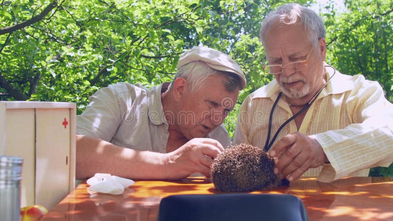 Intrötta läkare granskar hedgehog på bruna träbord stock video