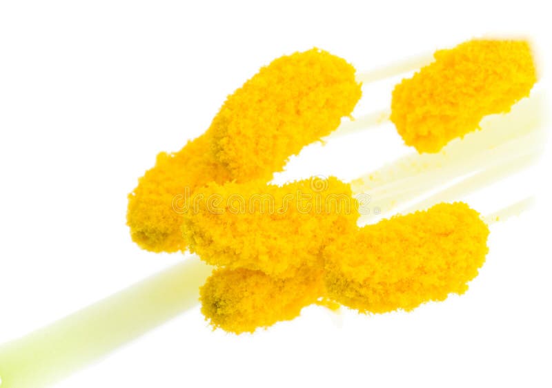 Intérieur de fleur, de pollen et d'étamine de lis blanc photo stock Intérieur de fleur, de pollen et d'étamine de lis blanc photo stock
