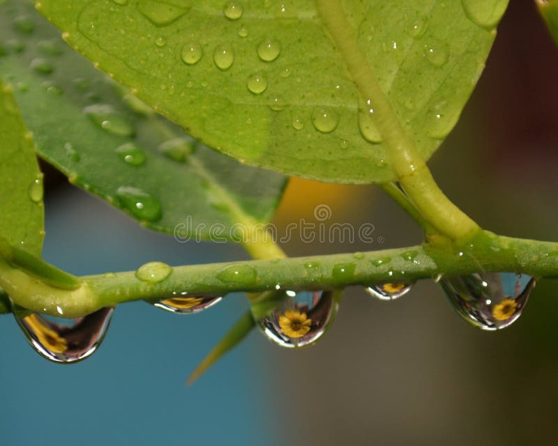 Inumidisce con la riflessione del fiore immagini stock Inumidisce con la riflessione del fiore immagini stock