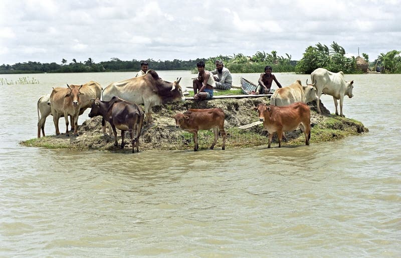 Bangladesh, village on the island of Charkajal, Bay, Gulf of Bengal: No country in the world is so vulnerable to climate change, flood plains, flooded fields than Bangladesh. These people have problems of flooding and sometimes they have to sit days on a mound, islet, waiting with their cattle that the water will drop. Because of global warming the country is becoming more and more flooded by the waters of the rivers, the ascent of the sea level, and the heavy rainfall during the monsoon. It are the poorest people who are most affected by these natural disasters. Bangladesh, village on the island of Charkajal, Bay, Gulf of Bengal: No country in the world is so vulnerable to climate change, flood plains, flooded fields than Bangladesh. These people have problems of flooding and sometimes they have to sit days on a mound, islet, waiting with their cattle that the water will drop. Because of global warming the country is becoming more and more flooded by the waters of the rivers, the ascent of the sea level, and the heavy rainfall during the monsoon. It are the poorest people who are most affected by these natural disasters.