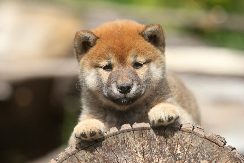 Inupuppy van Shiba stock afbeelding Inupuppy van Shiba stock afbeelding