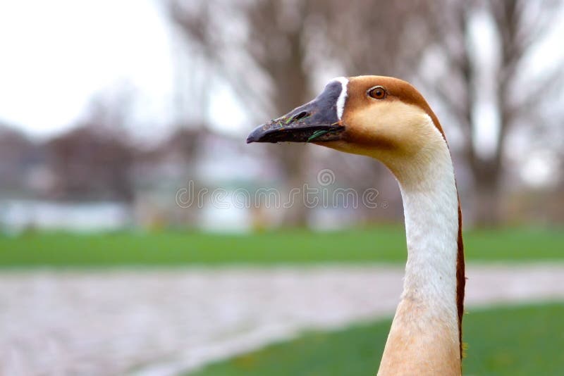 Invasive Anser cygnoides Swan Goose head with long neck in front of blurry background