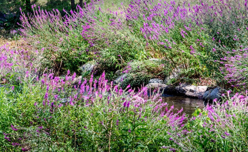 Invasive colorful plant in Michigan USA stock photo Invasive colorful plant in Michigan USA stock photo