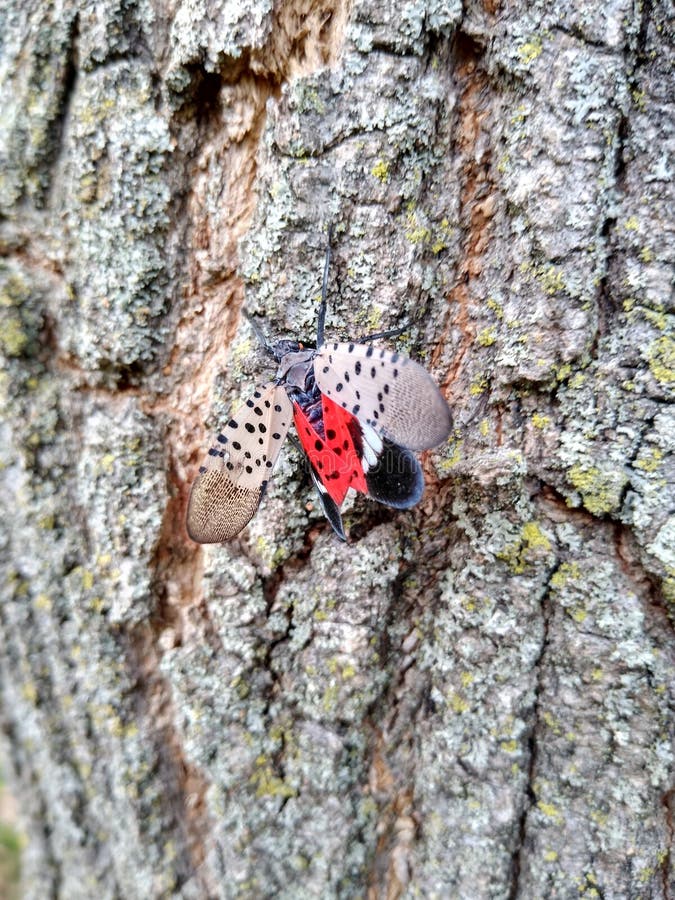 Spotted lanternfly in Whitehall Township, Lehigh County, Pennsylvania, USA. This photo was taken on September 1st 2019. invasive insect, spotted lanternfly, bug, garden, gardens, red, eye, eyes, spots, large, big, wing, wings, winged, insects, bugs, usa, united, states, american, americans, pest, pests, indigenous, non, not, penn, pennsylvania, whitehall, outside, outdoor, outdoors, lycorma, delicatula, species, planthopper, native, black, ugly, lehigh, county, valley, open, bright, blue, grey, tree, trees, trunk, bark, wingspan, spread, beautiful, pretty, scary, creepy, control, crimson, colorful, ful, multi, colored, colors, many, summer, fall, autumn, adult