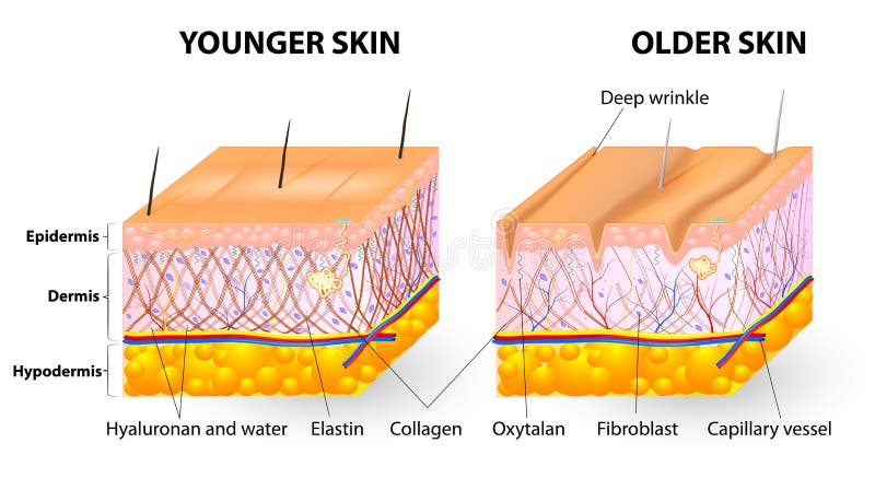 Invecchiamento della pelle