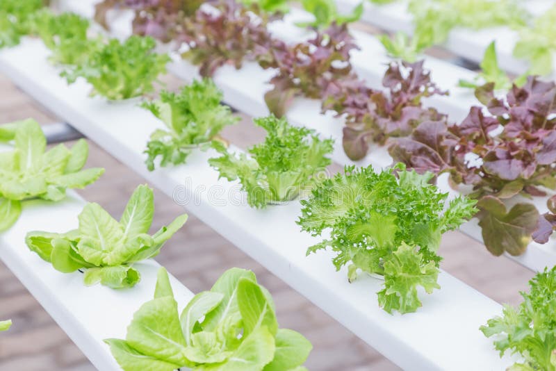 Invernadero del sistema del hidrocultivo y ensalada orgánica de las verduras en la granja para el diseño de la salud, de la comid