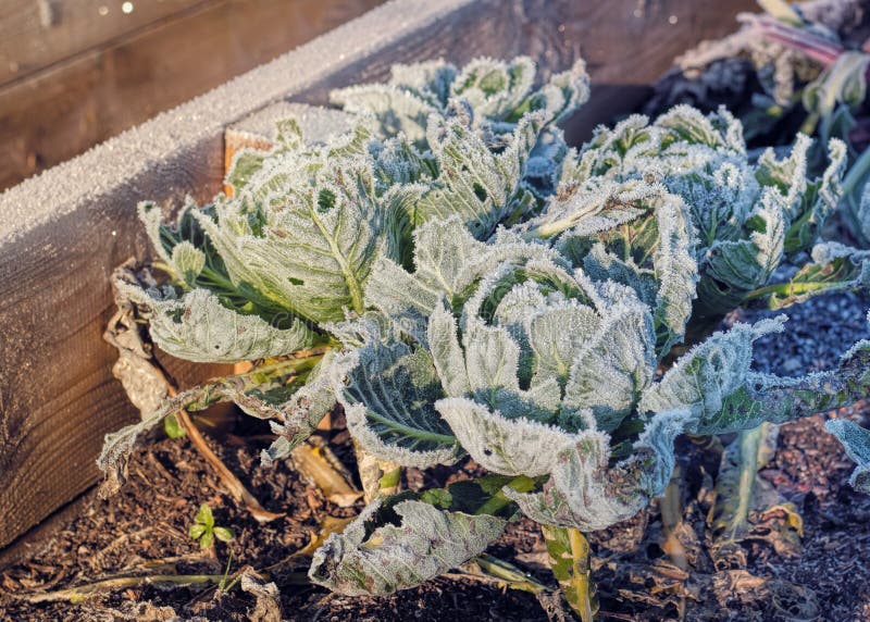 Frozen cabbages in a raised bed vegetable garden in winter. Frozen cabbages in a raised bed vegetable garden in winter.