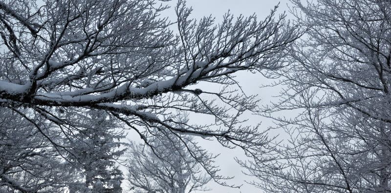 Inverno frio fotografia de stock royalty free Inverno frio fotografia de stock royalty free