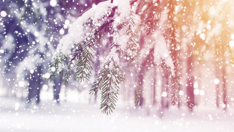 Winter. Christmas background. Snowflakes fall on snow in frosty forest. Snowy winter morning sunrise. Winter. Christmas background. Snowflakes fall on snow in frosty forest. Snowy winter morning sunrise.