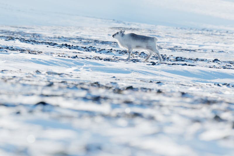 Inverno le Svalbard Renna selvaggia, tarandus del Rangifer, con i corni massicci in neve, le Svalbard, Norvegia Cervi delle Svalb fotografia stock libera da diritti Inverno le Svalbard Renna selvaggia, tarandus del Rangifer, con i corni massicci in neve, le Svalbard, Norvegia Cervi delle Svalb fotografia stock libera da diritti