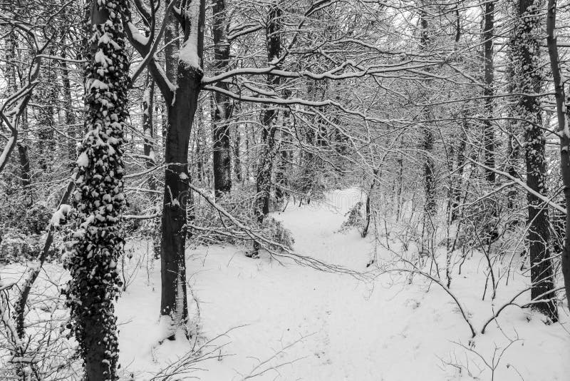 Inverno nas madeiras imagens de stock royalty free Inverno nas madeiras imagens de stock royalty free