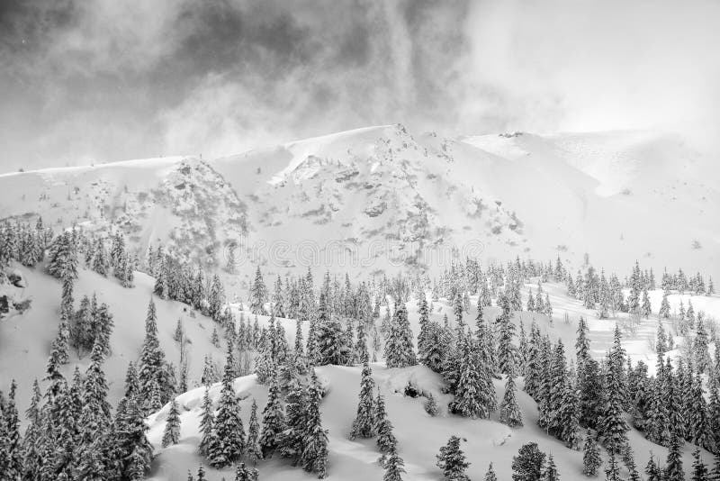Inverno sulle montagne di godeanu nei carpazi del sud. Il massiccio di godeanu è un'unità montana appartenente alla parte occidentale dei carpazi meridionali nota come alpi transilvaniani. l'altitudine massima è raggiunta nel picco di gugu con 2 291 m. il masso di godeanu ha una marcata asimmetria. le altezze più alte sono situate lungo la criniera principale a nord di essa. occupando una posizione quasi centrale nello spazio montuoso tra i fiumi jiu timis e cerna il massiccio di godeanu è un solido nodo orografico. carpazi meridionali romania europa.