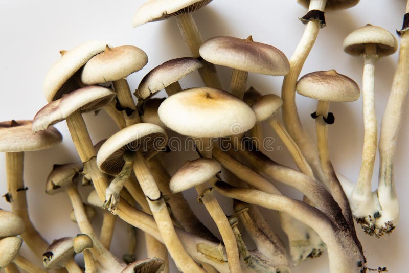 Investigación médica de psilocybin. hongos psilocybin cubensis. fondo blanco imagen de archivo