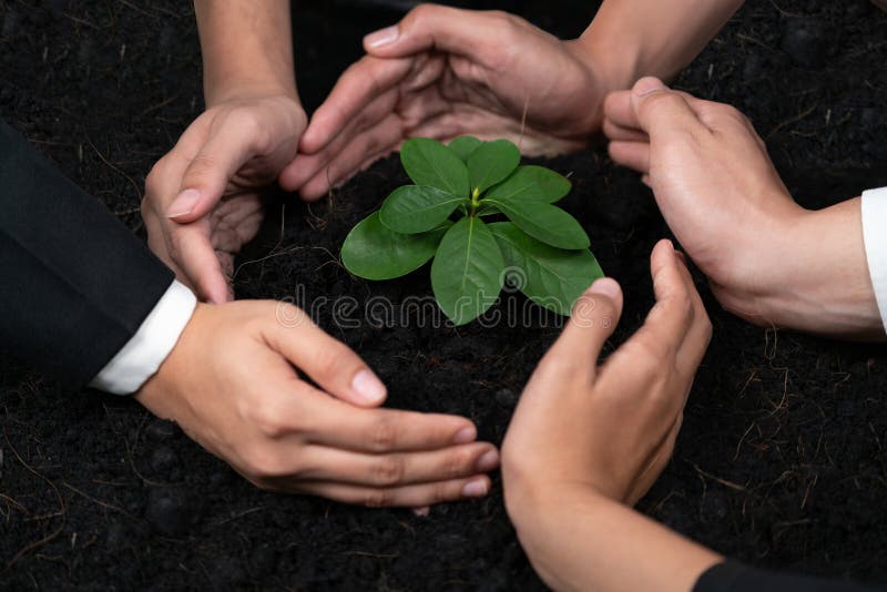 Eco-friendly investment on reforestation by group of business people holding plant together in office promoting CO2 reduction and natural preservation to save Earth with sustainable future. Quaint. Eco-friendly investment on reforestation by group of business people holding plant together in office promoting CO2 reduction and natural preservation to save Earth with sustainable future. Quaint