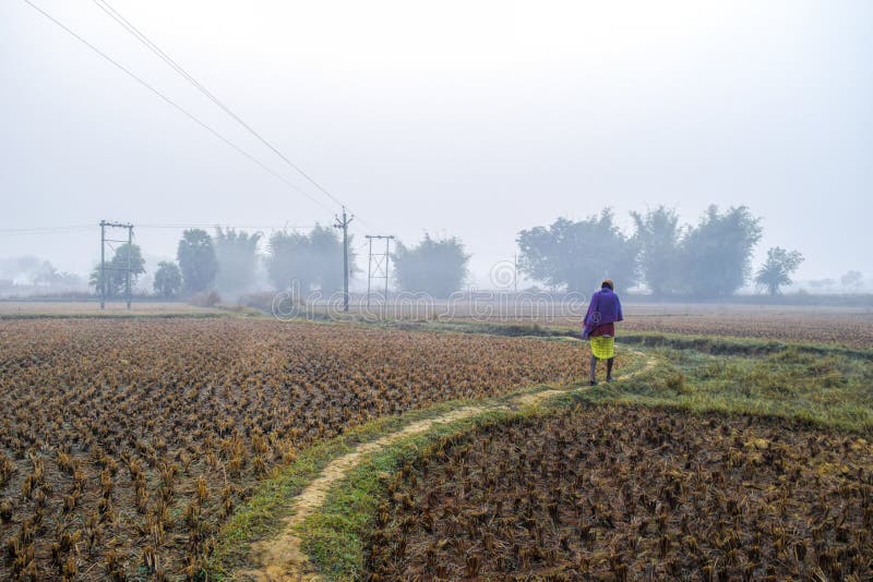 Invierno en India mientras un hombre camina por un campo cubierto de niebla imágenes de archivo libres de regalías Invierno en India mientras un hombre camina por un campo cubierto de niebla imágenes de archivo libres de regalías