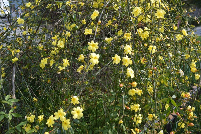 In Japan, six vivid flowers of yellow petals bloom from the early spring around February in a craned branch. In Japan, six vivid flowers of yellow petals bloom from the early spring around February in a craned branch.