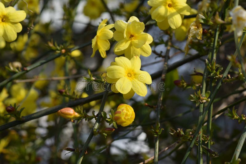 In Japan, six vivid flowers of yellow petals bloom from the early spring around February in a craned branch. In Japan, six vivid flowers of yellow petals bloom from the early spring around February in a craned branch.