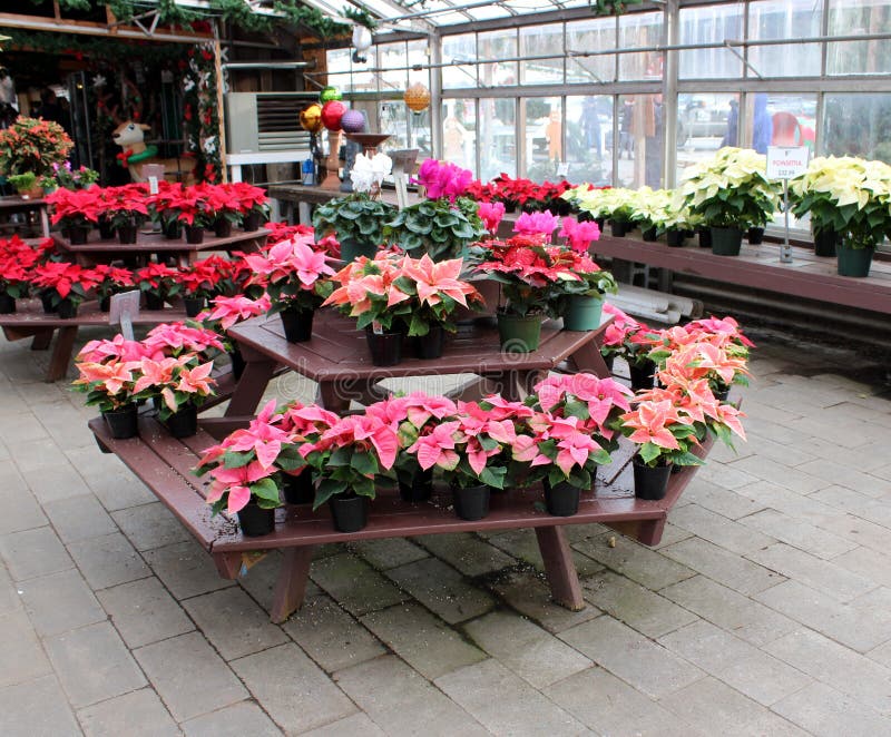 Inviting Scene With Tables Covered In Potted Poinsettia Plants