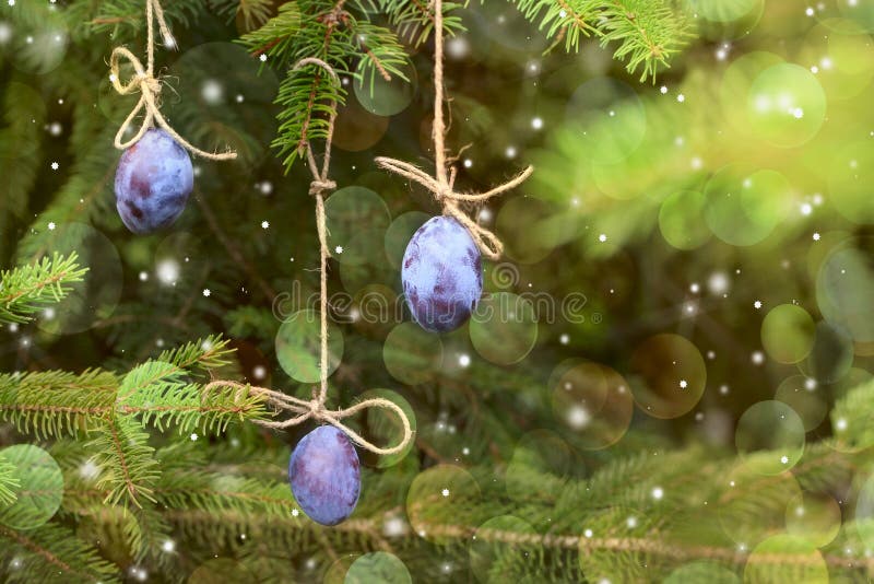 Invito di nuovo anno Prugna che appende su un albero di Natale fotografia stock libera da diritti Invito di nuovo anno Prugna che appende su un albero di Natale fotografia stock libera da diritti