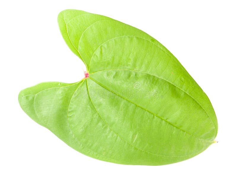 Inzameling van de bladeren van peperbladeren stock foto's