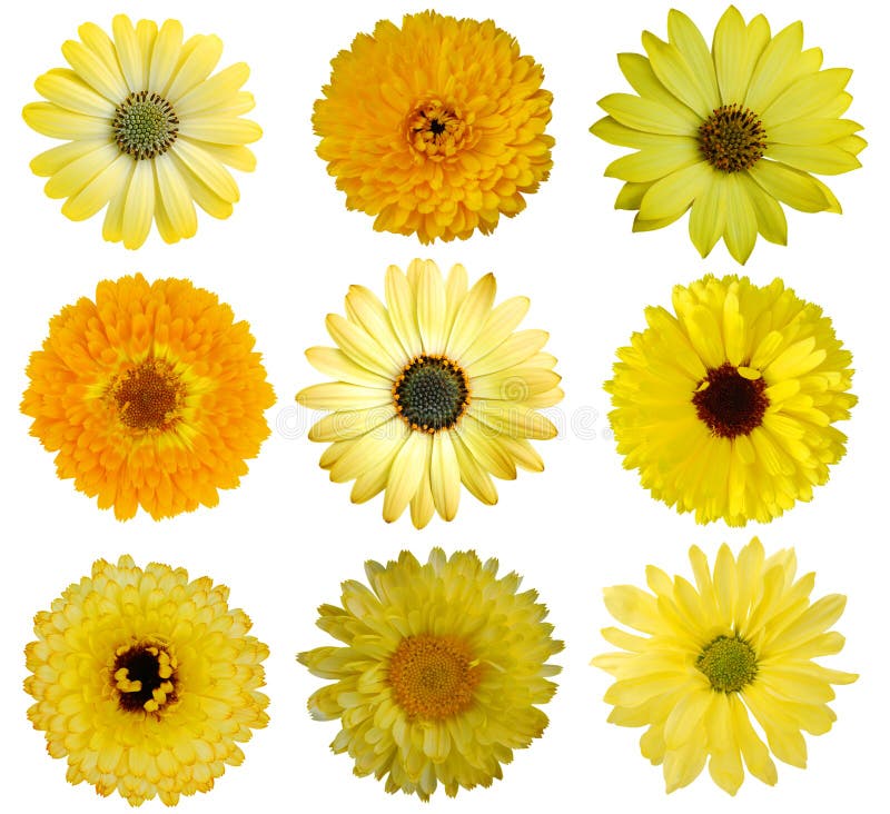 Inzameling van Gele Bloemen royalty-vrije stock afbeeldingen Inzameling van Gele Bloemen royalty-vrije stock afbeeldingen