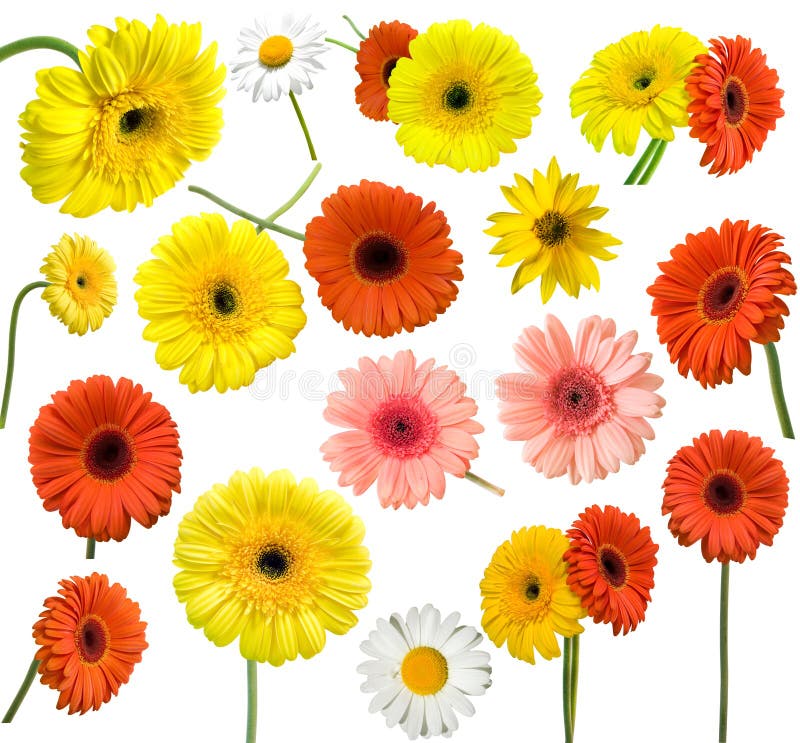 Inzameling van madeliefjebloem royalty-vrije stock afbeelding Inzameling van madeliefjebloem royalty-vrije stock afbeelding