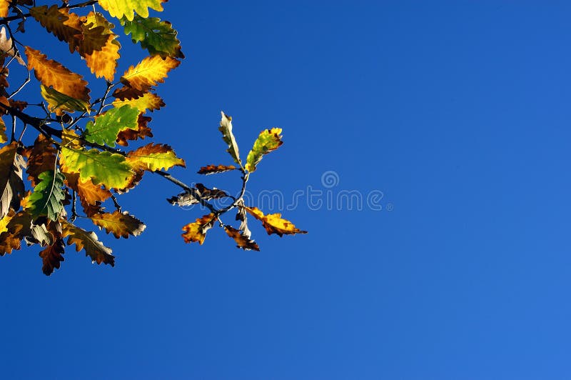 Download Início do outono imagem de stock. Imagem de queda, marrons - 56793