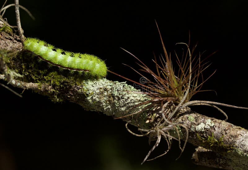 Io Moth caterpillar stock images Io Moth caterpillar stock images