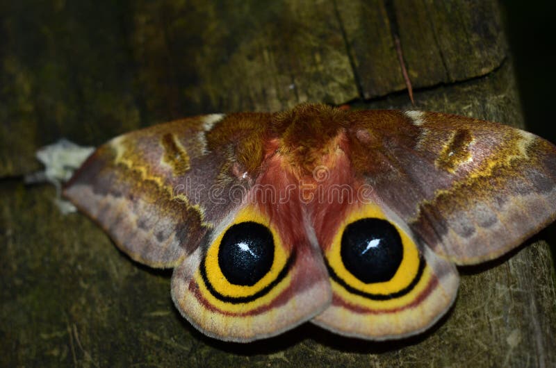 Io Moth with black hindspot eyes visible to scare off prey