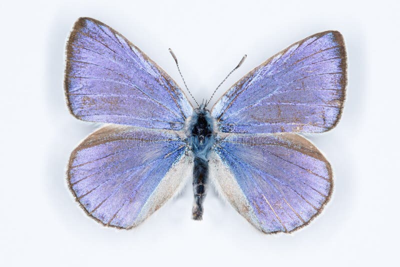 Iolas blue; iolana iolas, butterfly, isolated on white. Iolas blue; iolana iolas, butterfly, isolated on white