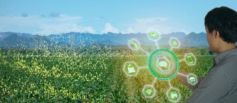 Iot smart farming, agriculture in industry 4. 0 technology with artificial intelligence and machine learning concept. it help to im stock photo