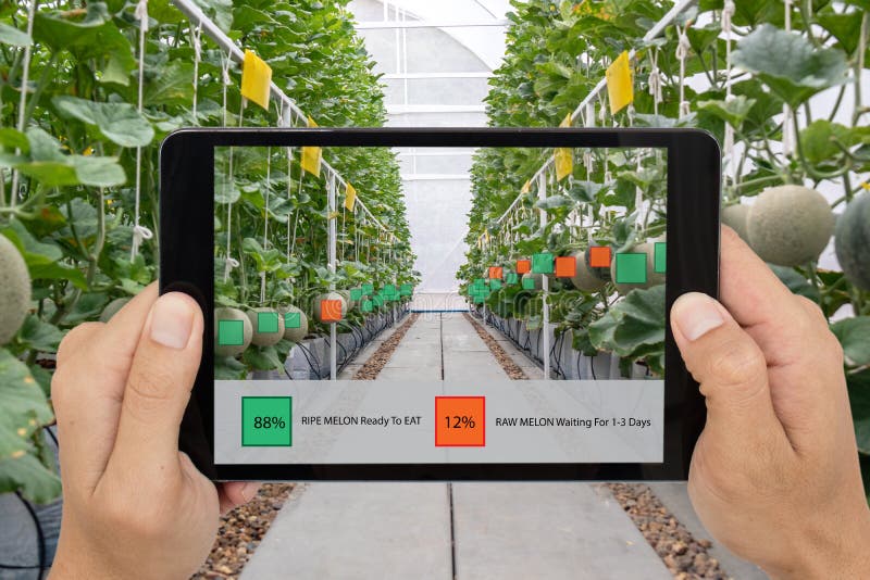 Iot smart farming, agriculture industry 4. 0 technology concept, farmer hold the tablet to use augmented mixed virtual reality soft stock photography