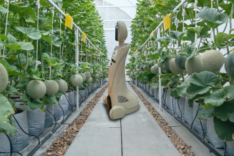 Iot smart farming, agriculture in industry 4. 0 technology concept, trend robot using in farm to help farmer collect data ,keep , t royalty free stock photos