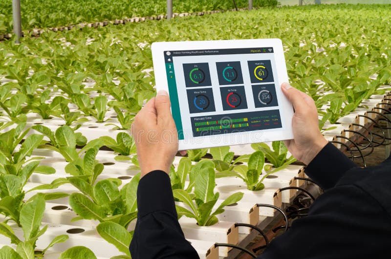 Iot smart industry robot 4. 0 agriculture concept,industrial agronomist,farmer using tablet to monitor, control the condition in ve royalty free stock image