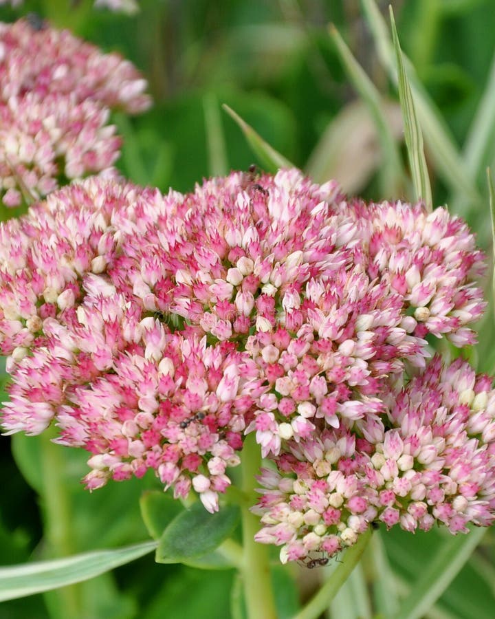 Iowa wildflowers stock image. Image of white, iowa, flowers 10668037