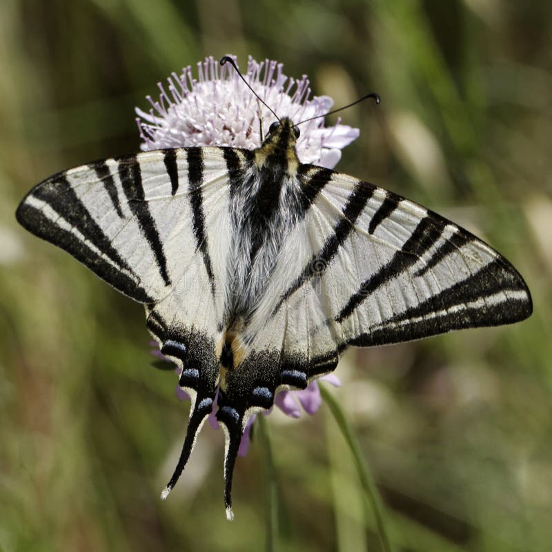 Iphiclides podalirius, Scarce swallowtail, Sail swallowtail, Pear-tree swallowtail