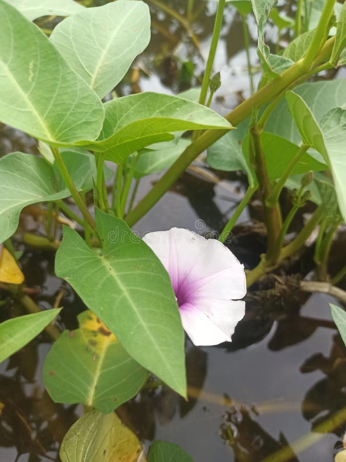 Ipomoea Aquatica, Flower, Kangkung Stock Photo Image of wildflower