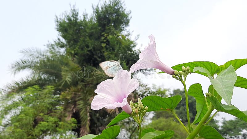 Ipomoea Carnea (Kangkung Pagar, Krangkungan, Pink Morning Glory) in ...