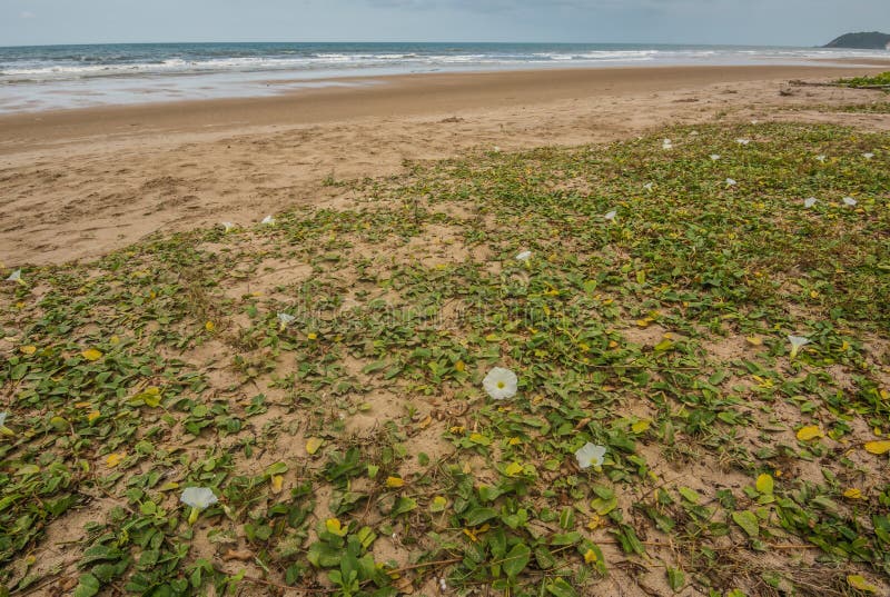 Ipomoea en la playa por la mañana en Chao Lao Beach foto de archivo libre de regalías Ipomoea en la playa por la mañana en Chao Lao Beach foto de archivo libre de regalías
