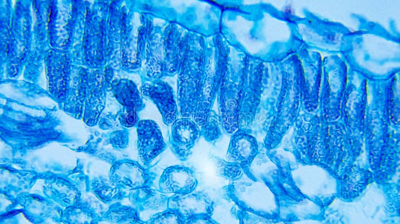 Ipomoea Leaf royalty free stock photo