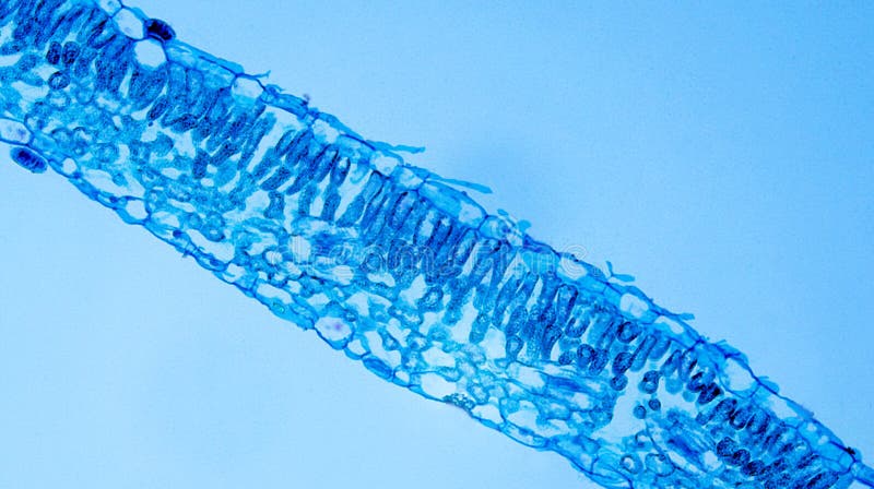 Ipomoea Leaf stock photography