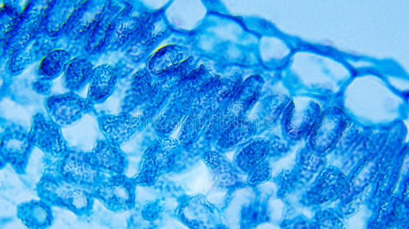 Ipomoea Leaf stock photo