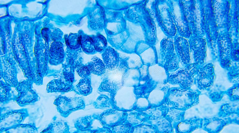 Ipomoea Leaf royalty free stock photos