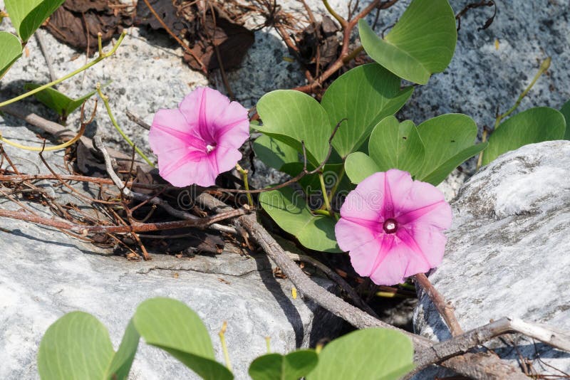 The Ipomoea Pes-caprae are Blooming on the Rock Stock Image - Image of ...