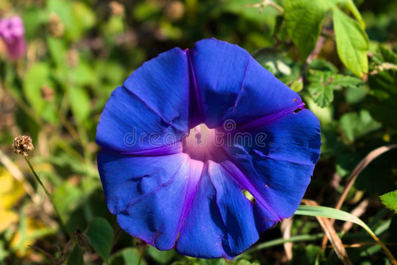 Ipomoea purpurea blue flower close-up, front view. Green vegetation background stock image Ipomoea purpurea blue flower close-up, front view. Green vegetation background stock image