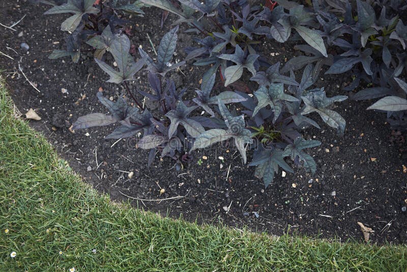 Purple Leaves Of Ipomoea Sweet Caroline Plant Stock Image ...