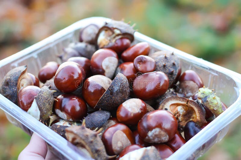 Ippocastani o aesculus hippocastanum in autunno. Ippocastani o aesculus hippocastanum in scatola di plastica