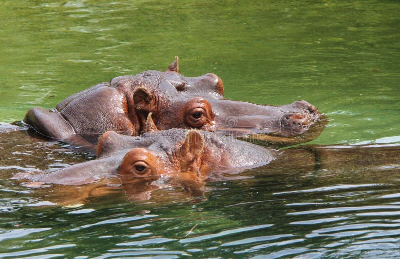 Ippopotami in acqua Ippopotami in acqua