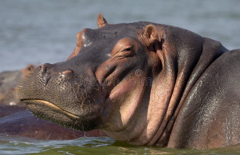 Ippopotamo Ippopotamo